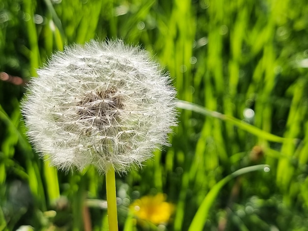 White fluffy dandelions natural green blurred spring background selective focusField with white dandelion flowers Meadow of white dandelions Summer Dandelion field Spring background Seeds