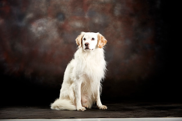 White fluffy dog sitting