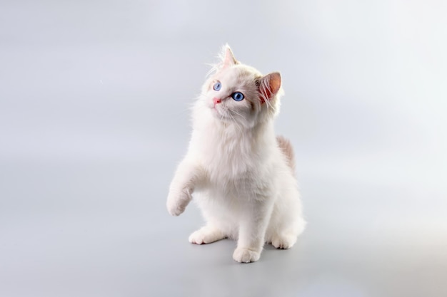 A white fluffy kitten with blue eyes and a cute muzzle on a gray background with a raised paw