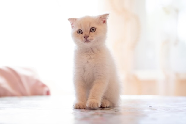 White fluffy kitten with blue eyes posing indoorsCute tabby Scottish short hair silver kittenCute tabby Scottish short hair white catEmotional surprised pet at home