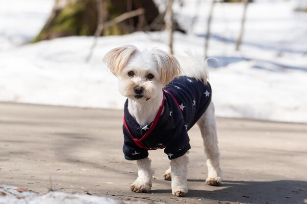 White fluffy lap dog stands on a snowdrift in the Park in winter a dog in the winter Park