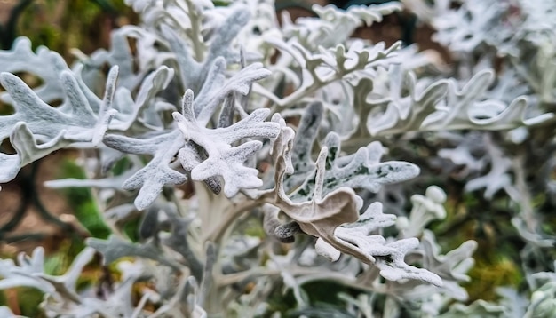 White fluffy outdoor plant landscape design Plant selection