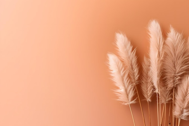 White fluffy pampas grass background