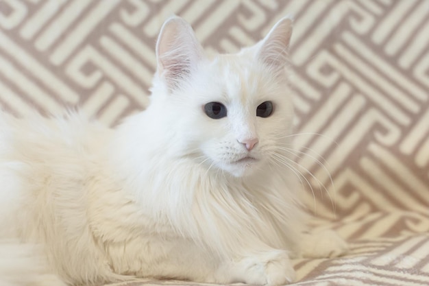 A white fluffy purebred cat Closeup Pets