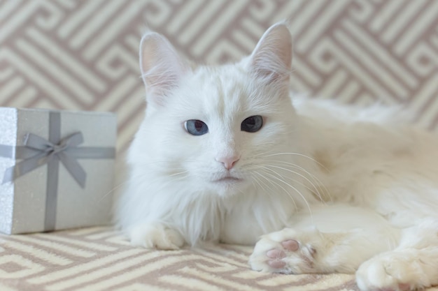 A white fluffy purebred cat and a gift box Closeup Pets