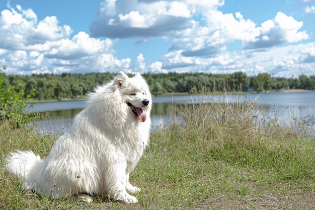 A white fluffy purebred dog in a nature park Samoyed Animal themes