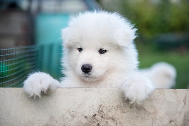 White fluffy Samoyed puppy peeking out from the fence