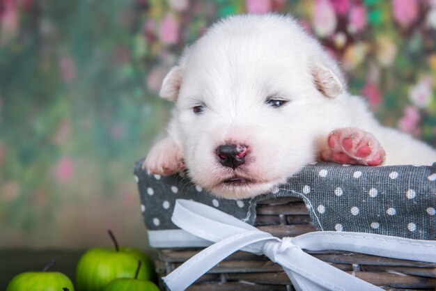 Photo white fluffy small samoyed puppy dog in a basket with apples