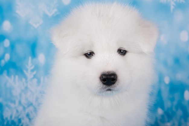 White fluffy small samoyed puppy dog muzzle close up