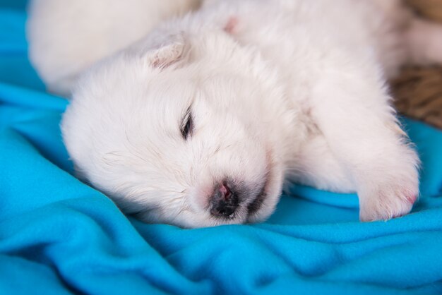 White fluffy small Samoyed puppy dog