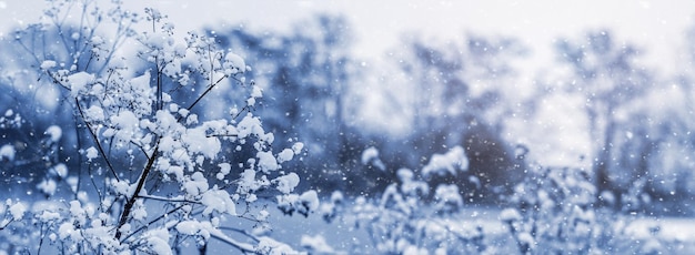 White fluffy snow on plants in winter on the river bank