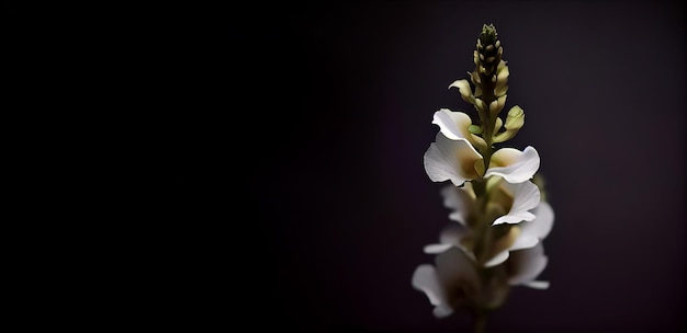 white foxglove flower in dark background