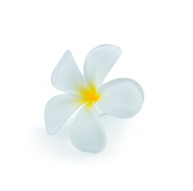 White frangipani flower isolated