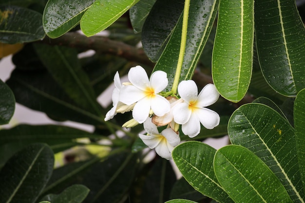 White Frangipani flower Plumeria alba with green leaves