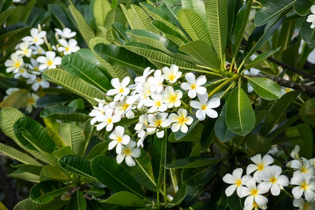 White Frangipani flower Plumeria alba with green leaves