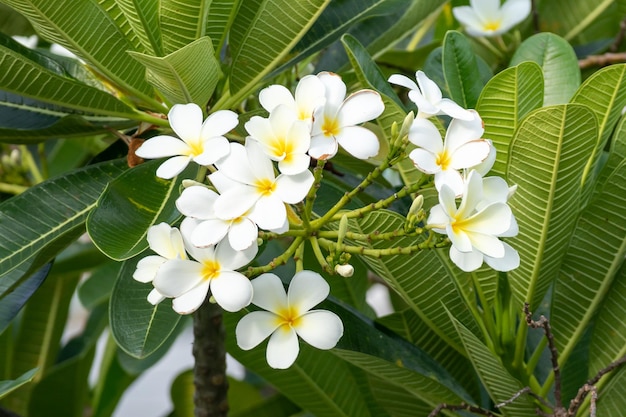 White Frangipani flower Plumeria alba with green leaves