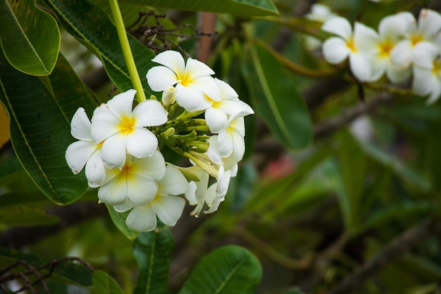 White Frangipani flower Plumeria alba with green leaves