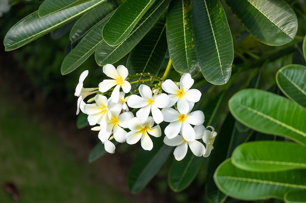 White Frangipani flower Plumeria alba with green leaves