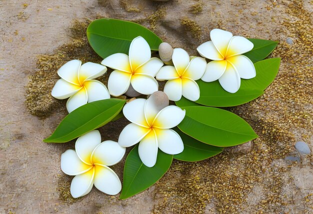 A white frangipani flower resting on a large rock at the beach