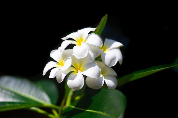 White frangipani flowers on a black background Beauty in nature Tropical exotic plants