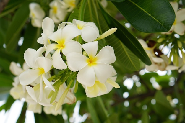 white frangipani flowers in the park