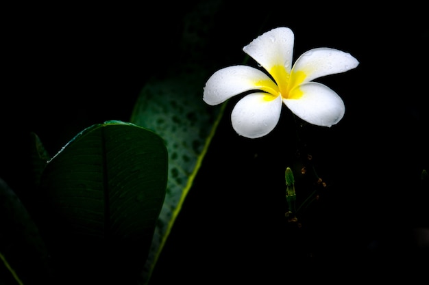 White frangipani or plumeria flower is blooming beauty