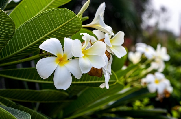 White frangipani or plumeria flower with leaves close up in the garden