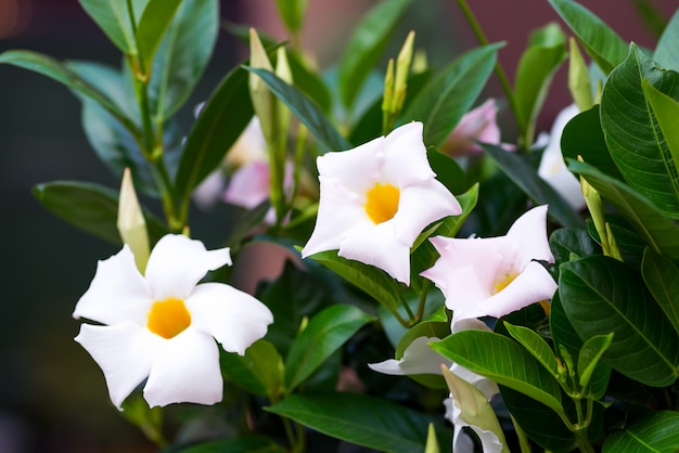 White frangipani tropical flower, night blooming Jasmine on tree.