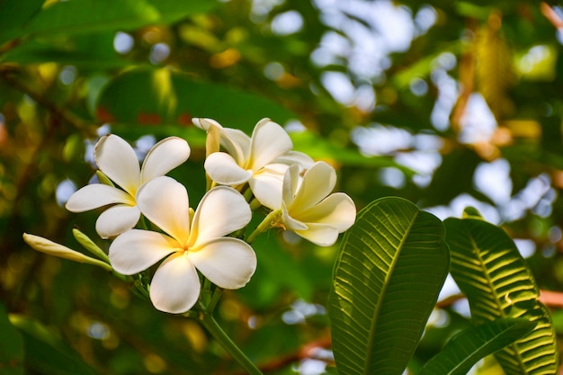 white frangipani tropical flower, plumeria flower blooming on tree, spa flower