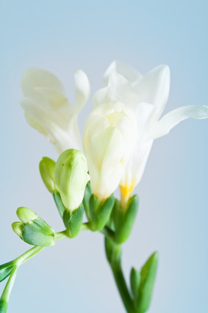 White freesia flower on blue background. 