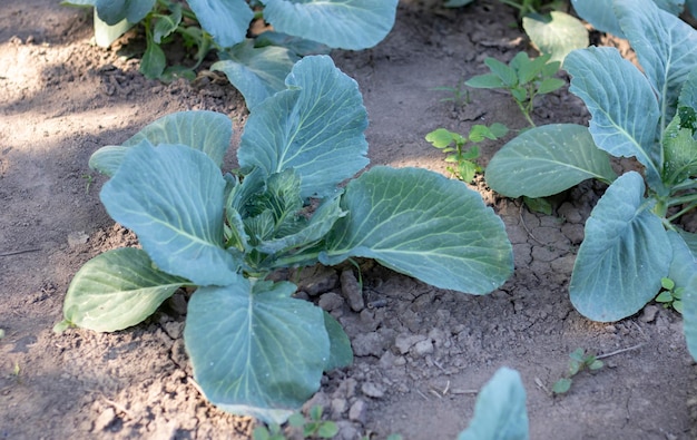 White fresh cabbage Aggressor grows in the beds Closeup shot Cabbage with spreading leaves ripens in the garden Cultivation of cabbage Cabbage hybrid for fresh use