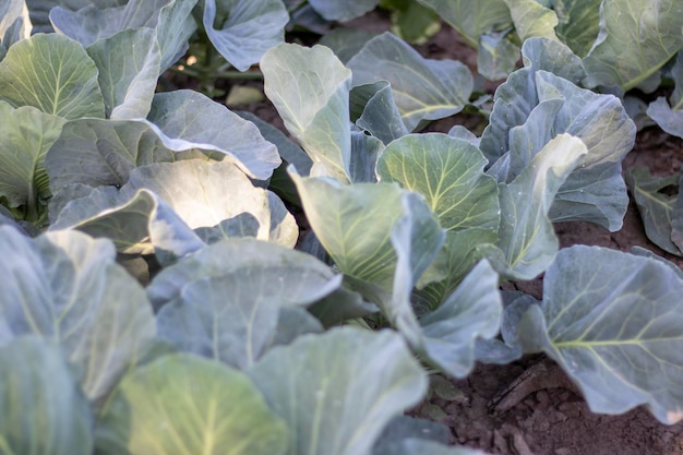 White fresh cabbage Aggressor grows in the beds Closeup shot Cabbage with spreading leaves ripens in the garden Cultivation of cabbage Cabbage hybrid for fresh use