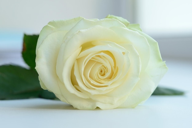 A white fresh rose