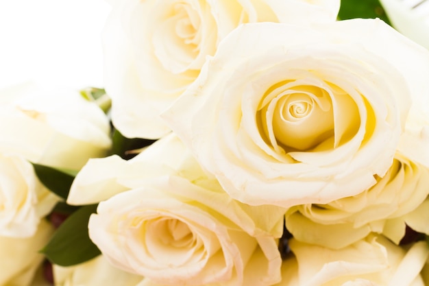 White fresh roses in a bouquet.