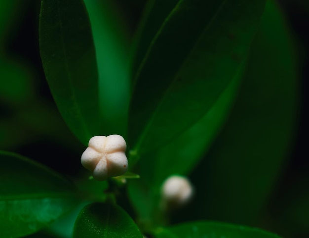 White fruit of lemon aspen tree in the rainforest