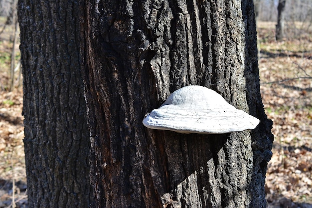 white fungus on the tree trunk isolated in shadow in sunny day