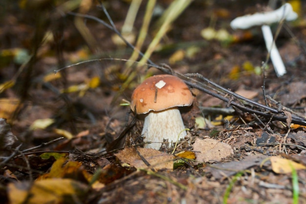 White fungus under the trees