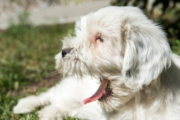 White funny Tibetan Terrier dog in nature