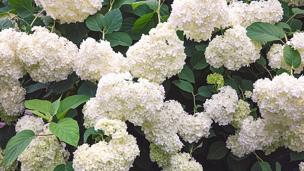 White garden hydrangea blooming in summer garden