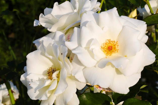 White garden rose