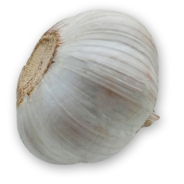 A white garlic with a brown spot on it