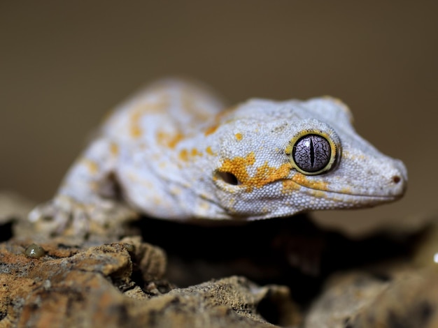 A white gecko with a yellow eye sits on a log.