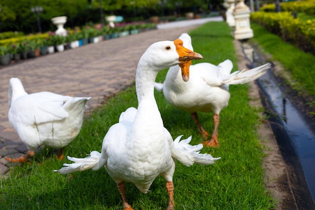 White geese on the park