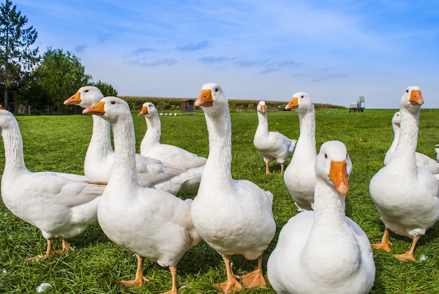 White geese