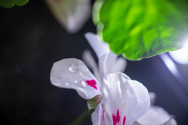 White geranium after rain close up