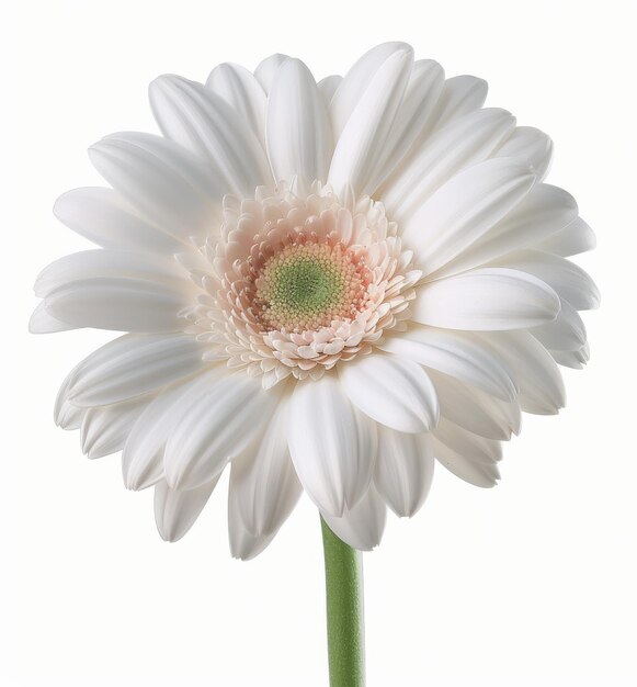 Photo white gerbera daisy closeup