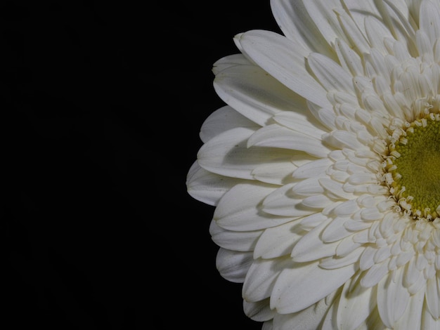 White gerbera daisy flower isolated on black background