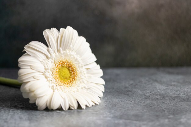 Photo white gerbera flower on dark gray marbled background