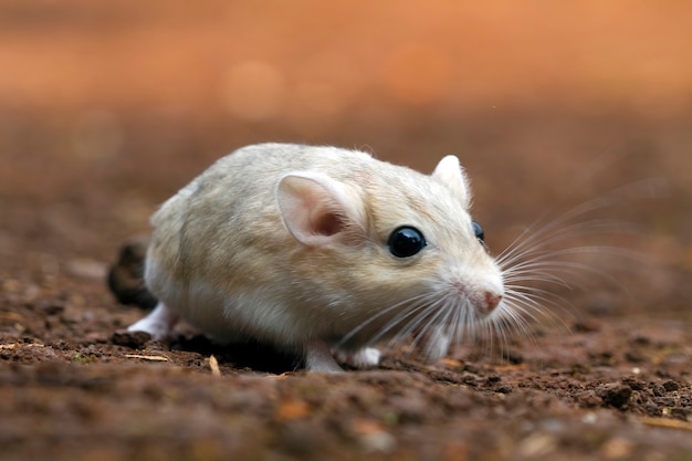 White gerbil in the field