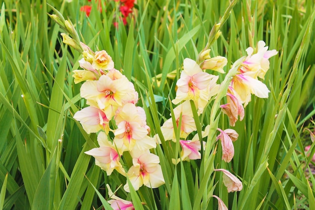 White gladiolus rest and warm themselves in warm sun White gladiolus branches on green background